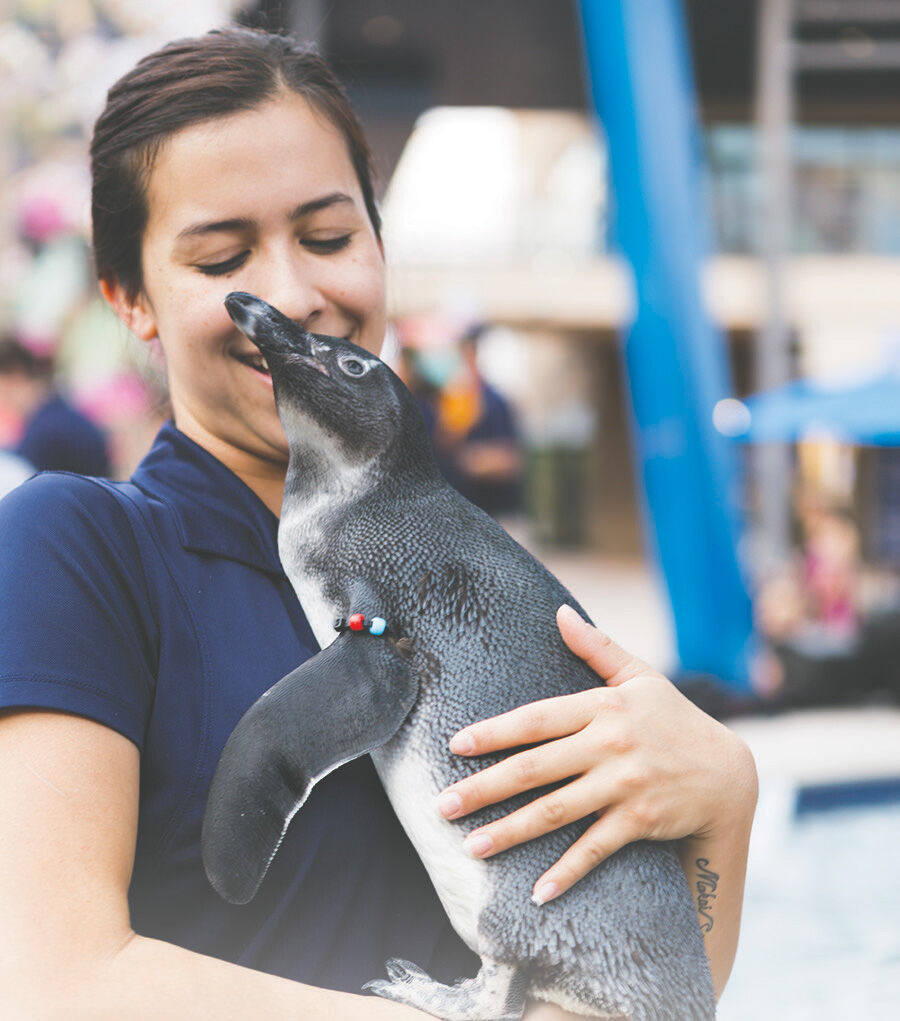 Penguin from OdySea Aquarium at the Conservation Expo.